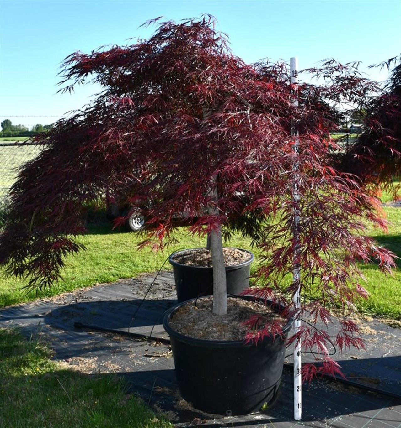 Acer pal. 'Stella Rossa' - 110 CM Stem Cont.